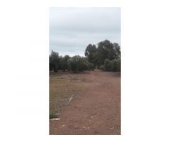 Finca en venta con olivos en Jaén