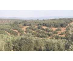 Finca en venta con olivos en Jaén