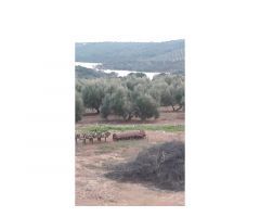 Finca en venta con olivos en Jaén