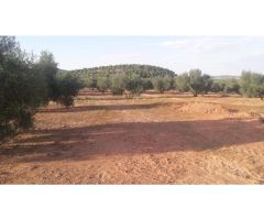 Finca en venta con olivos en Jaén