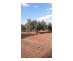 Finca en venta con olivos en Jaén