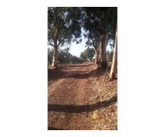 Finca en venta con olivos en Jaén