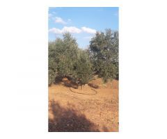 Finca en venta con olivos en Jaén