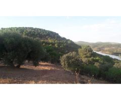 Finca en venta con olivos en Jaén