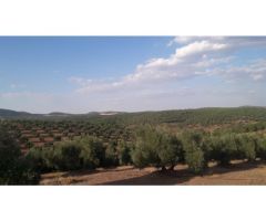 Finca en venta con olivos en Jaén