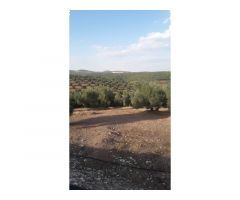 Finca en venta con olivos en Jaén