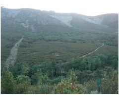 FINCA FORESTAL EN GUADALUPE (CÁCERES)