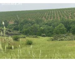 Finca de 1000 hectáreas de almendros y caza mayor en Toledo
