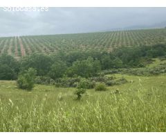 Finca de 1000 hectáreas de almendros y caza mayor en Toledo