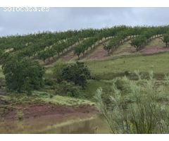 Finca de 1000 hectáreas de almendros y caza mayor en Toledo