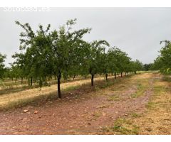 Finca de 1000 hectáreas de almendros y caza mayor en Toledo