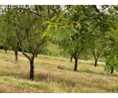 Finca de 1000 hectáreas de almendros y caza mayor en Toledo
