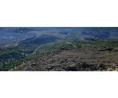 Finca de aguacates en Málaga