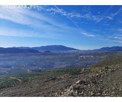 Finca de aguacates en Málaga
