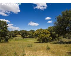 FINCA EN NAVALCARNERO A 26 Km DEL CENTRO DE MADRID (No urbanizable)