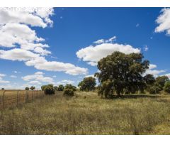 FINCA EN NAVALCARNERO A 26 Km DEL CENTRO DE MADRID (No urbanizable)