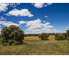 FINCA EN NAVALCARNERO A 26 Km DEL CENTRO DE MADRID (No urbanizable)