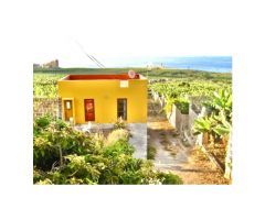 Finca ecológica de plátano y frutales, Los Silos