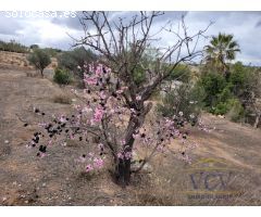 FINCA RÚSTICA EN MONÓVAR, ALICANTE!!!!