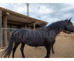 Finca para reformar con vistas, piscina y un molino antiguo