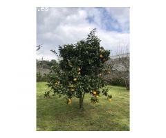 Se vende casa en Ferrol