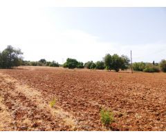Magnífico terreno para obra nueva