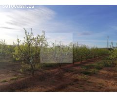 CAMPO DE KAKIS EN PARTIDA ALGAMASETA