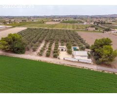 Encantadora finca con 300 olivos en venta en Dolores
