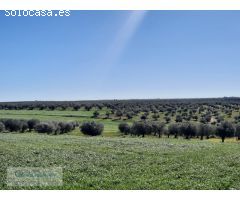 Olivar en plena producción