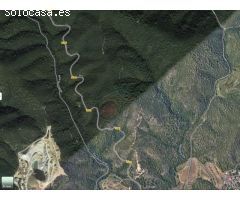 Bosques alcornocales