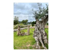 Complejo de turismo rural en Mallorca