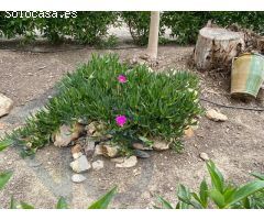 La Campana / Finca rustica
