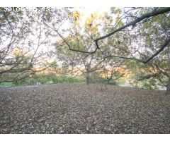 FINCA CON PISCINA Y ALMACENES