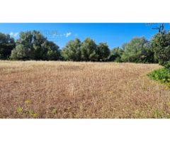 FINCA RUSTICA PARA CONSTRIUR SU CASA DE CAMPO