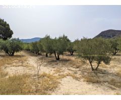 PARCELA RUSTICA EN CAMINO LOS DOLORES