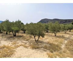 PARCELA RUSTICA EN CAMINO LOS DOLORES