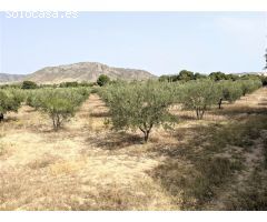 PARCELA RUSTICA EN CAMINO LOS DOLORES
