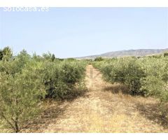 PARCELA RUSTICA EN CAMINO LOS DOLORES