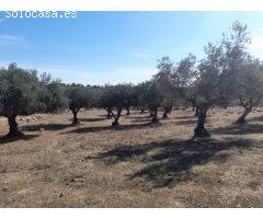 ESTUPENDA FINCA EN SAN VICENTE DE ALCANTARA