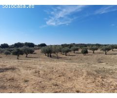 ESTUPENDA FINCA EN SAN VICENTE DE ALCANTARA