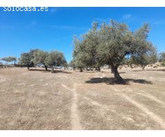 ESTUPENDA FINCA EN SAN VICENTE DE ALCANTARA