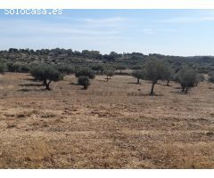 ESTUPENDA FINCA EN SAN VICENTE DE ALCANTARA