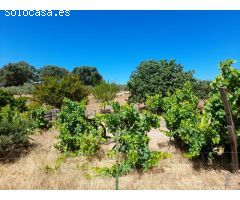 ESTUPENDA FINCA EN SAN VICENTE DE ALCANTARA