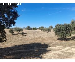 ESTUPENDA FINCA EN SAN VICENTE DE ALCANTARA