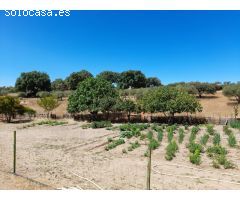 ESTUPENDA FINCA EN SAN VICENTE DE ALCANTARA