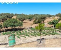 ESTUPENDA FINCA EN SAN VICENTE DE ALCANTARA