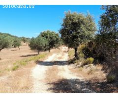ESTUPENDA FINCA EN SAN VICENTE DE ALCANTARA