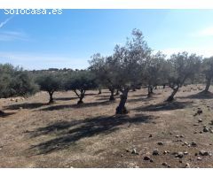 ESTUPENDA FINCA EN SAN VICENTE DE ALCANTARA