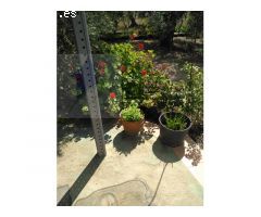Finca Rustica en MontBrio del Camp