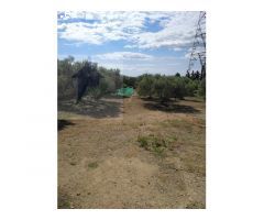 Finca Rustica en MontBrio del Camp